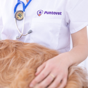 PuntoVet